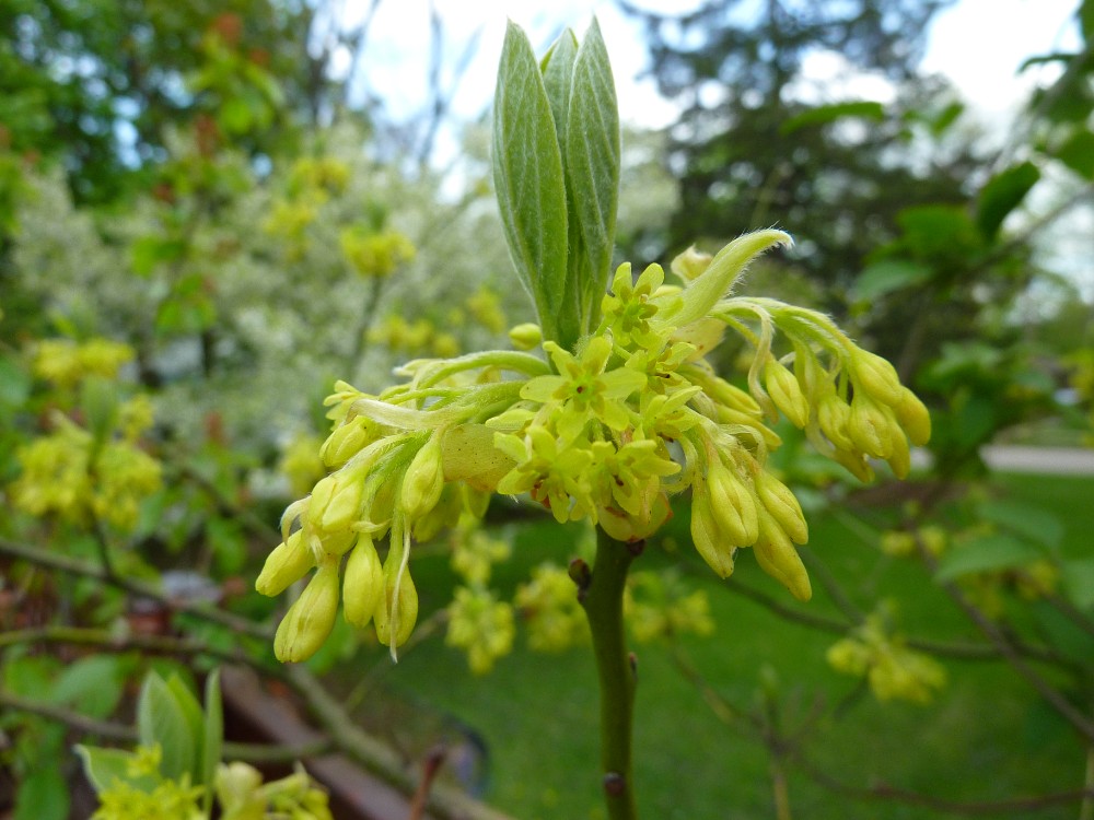 sassafras2